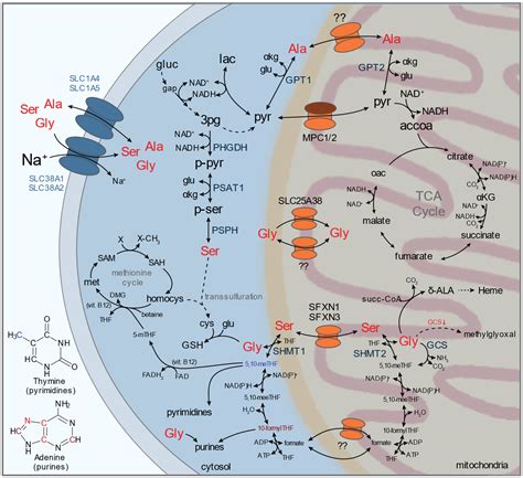 Metabolites Free Full Text Transporters At The Interface Between