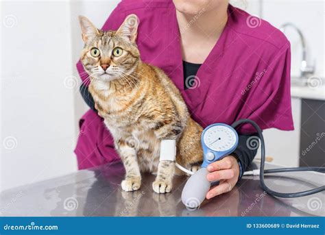 Veterinary Doctor Checking Blood Pressure Of A Cat Stock Image Image