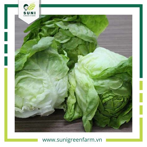 CÁch TrỒng XÀ LÁch MỠ TẠi NhÀ ĐỂ CÓ Rau SẠch Ăn Quanh NĂm Suni Green Farm