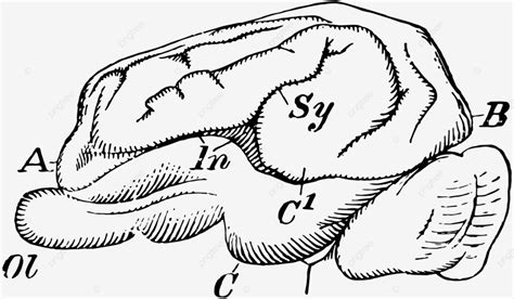 Pig Brainvintage Illustration Illustration Engraving Drawing Vector
