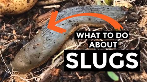 Slug Control In Gardens How To Get Rid Of Slugs In Vegetable Garden 2020 Youtube