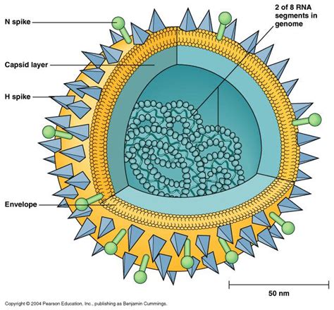 Virus Structure- Each virus has a chain of either RNA or DNA that is ...