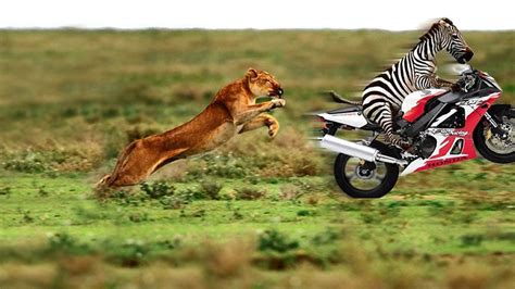 hinh nen vui nhon dep hai huoc ba dao cuoi ngoac ca mom