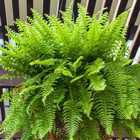 Nephrolepis Exaltata Bostoniensis Boston Fern Hortology