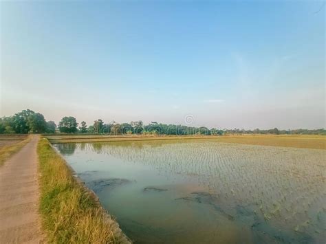 Plantaciones De Arroz En Una Aldea De La Indonesia Occidental De Java