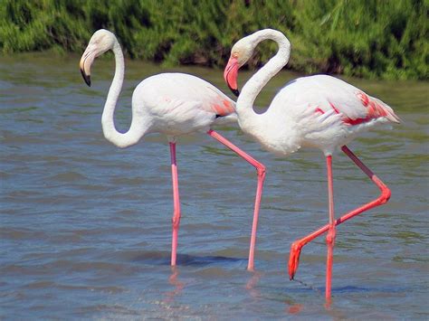 D A Mundial De Las Aves Migratorias Al Son Del Tiempo