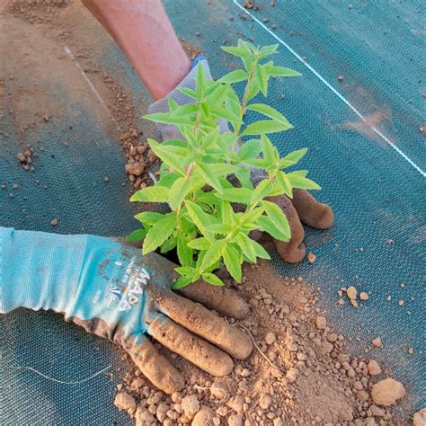 L Agricueilleur Du Suzon Producteur Et Transformateur De Plantes