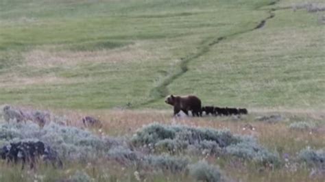 Video: Grizzly with five cubs at Yellowstone National Park - Patabook News