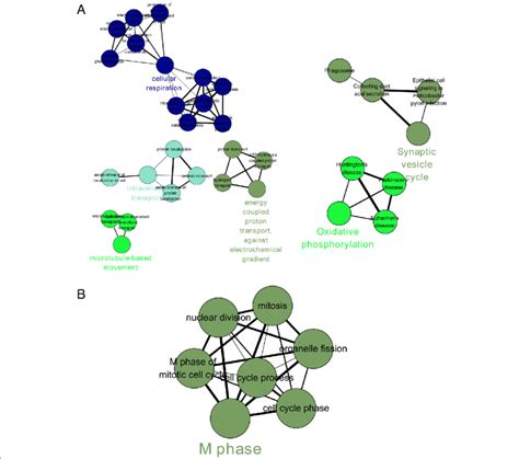 Gene Ontology Biological Processes Go Bp Relating To Each Pd Specific Download Scientific