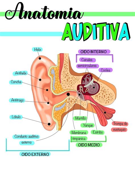 Pin De Maite Imaz Pereyra En Fono En 2024 Maqueta Del Oido Organos