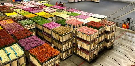 How Does Aalsmeer Flower Auction Work Best Flower Site