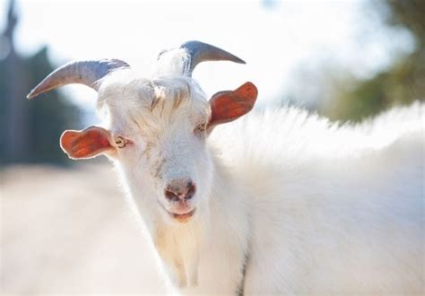 150+ Best White Goat Names: Unique Naming Ideas for Your New Goat