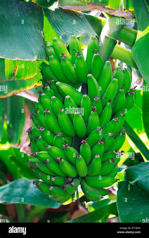 Banana Tree Leaves Hi Res Stock Photography And Images Alamy