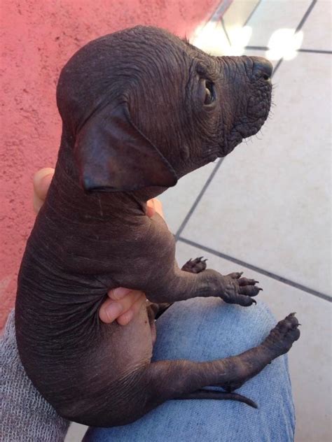 Xoloitzcuintles Cachorros 600000 En Mercado Libre