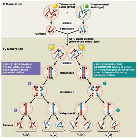 Ch The Chromosome Basis Of Inheritance Flashcards Quizlet