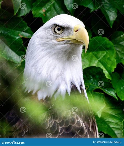 Bald Eagle Hiding among Leaves #4 Stock Image - Image of compound