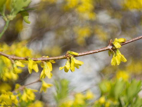 Golden Bell Tree Forsythia Suspensa Rory Bergin Flickr