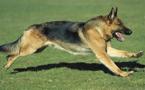 How to Raise a German Shepherd - Pets Grooming Prices