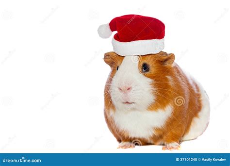 Guinea Pig Wearing Santa S Hat Stock Photo Image