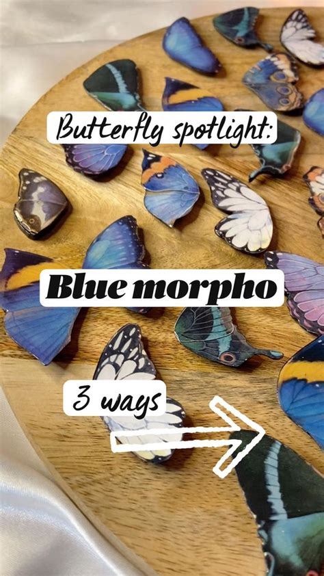 Butterfly Spotlight Blue Morpho 🦋 Our Butterfly Earrings Are Made From