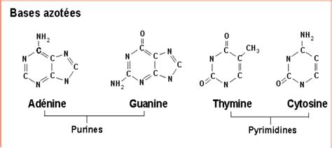 Structure Des Acides Nucléiques My Stidia