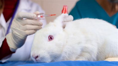 Canada has officially banned testing cosmetics on animals | CNN