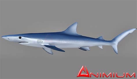 Blue Shark 3d model