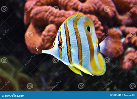 Tropical Fish stock image. Image of striped, tropical - 9021449