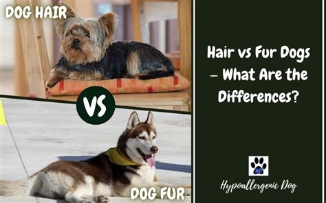 Fur Vs Hair | atelier-yuwa.ciao.jp