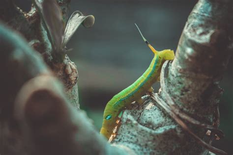 Green Caterpillar · Free Stock Photo