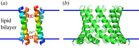 Alpha Helix Protein In Cell Membrane
