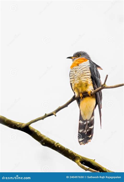 Red Chested Cuckoo Stock Photo Image Of Andes Orange 240497650