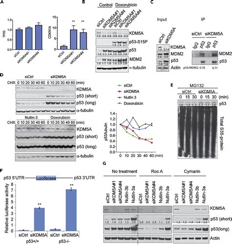 Kdm A Regulates A Translational Program That Controls P Protein