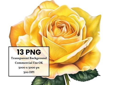 Yellow Rose Bud Flower Clipart Bundle Commercial Use Etsy