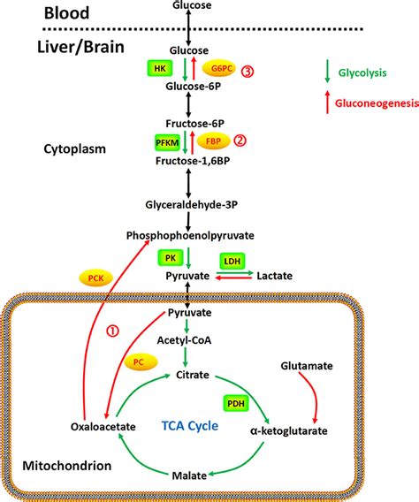 Frontiers Cerebral Gluconeogenesis And Diseases