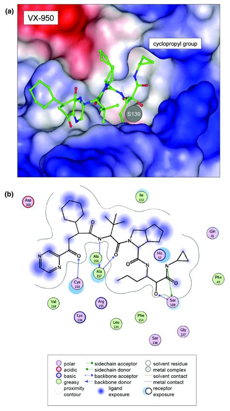 VX 950 Protein Ligand Binding A Surface Representation Of The NS3 4A