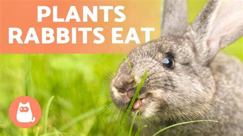 Do Rabbits Eat Cosmos Flowers The Latest Answer Musicbykatie