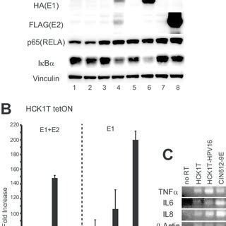 Activation Of Nf B Upon Induction Of E And Or E Expression In