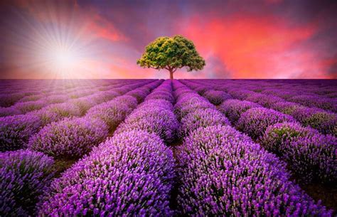 Lavender Fields Sunset