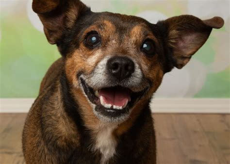 Jack Chi Dog Breed Profile Jack Russel And Chihuahua Mix