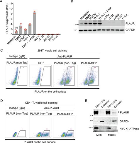 Urokinase Plasminogen Activator Surface Receptor Restricts Hiv 1