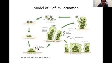 Biofilms And Quorum Sensing Microbial Interactions YouTube