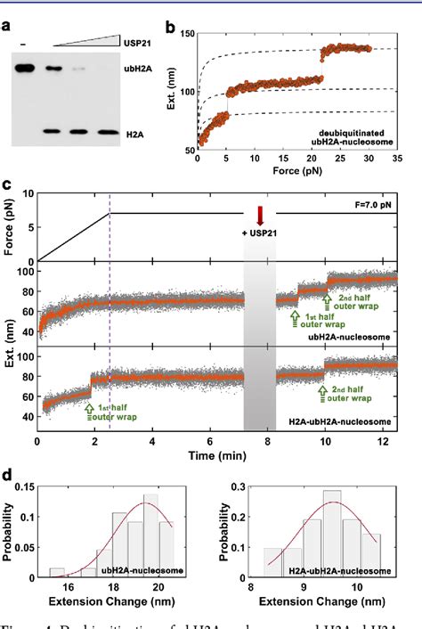 Pdf Histone H A Ubiquitination Reinforces Mechanical Stability And