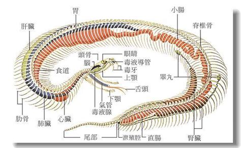 云南发现5米巨蟒，蛇龄30岁，被蟒蛇缠绕为什么要戳它的泄殖腔？ 体型