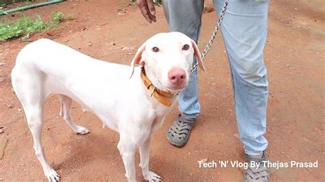 ഒരു അടിപൊളി ഇന്ത്യൻ ഫാർമിംഗ് ഡോഗ് Indian Breed Farming Dog