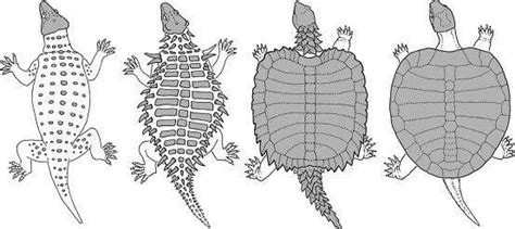 Turtle shell evolution | Prehistoric animals, Turtle shell, Megafauna