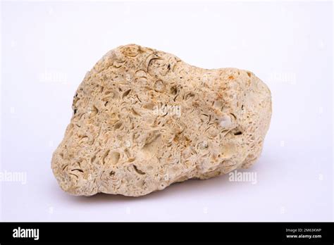 Coquina rock hi-res stock photography and images - Alamy