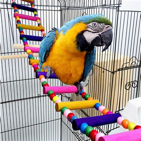 10 Best Bird Cage Accessories: Enhance Your Bird's Habitat ...