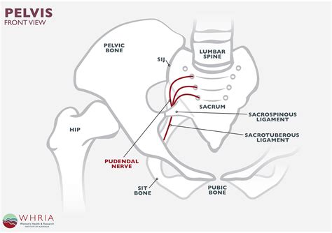 Pudendal Nerve Mri