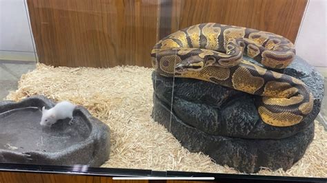 Ball Python Live Feeding Wild And Insane Strikes Mice Hangry Af